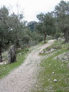 Anfang der Wanderung durch Olivenhain